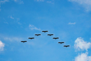 birds-migrating